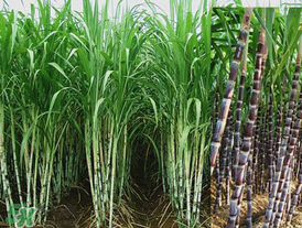 甘蔗里面發(fā)黑能吃嗎？甘蔗里面發(fā)黑是什么原因？