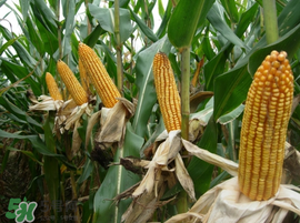 2017年玉米價(jià)格多少錢一斤？2017年上半年玉米價(jià)格