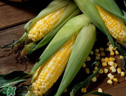 2017年玉米價(jià)格多少錢一斤？2017年上半年玉米價(jià)格