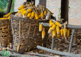 2017年玉米價(jià)格多少錢一斤？2017年上半年玉米價(jià)格