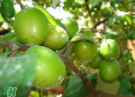 腸胃不好可以吃青棗嗎？有胃病的人能吃青棗嗎？