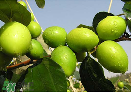 腸胃不好可以吃青棗嗎？有胃病的人能吃青棗嗎？