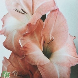 煙熏玫瑰色口紅哪個(gè)牌子好？煙熏玫瑰色口紅推薦