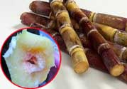 甘蔗發(fā)霉能吃嗎？吃了發(fā)霉的甘蔗怎么辦？
