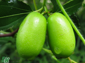 寶寶可以吃青棗嗎？寶寶可以多吃青棗嗎？