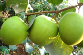 哺乳期可以吃青棗嗎？哺乳期能吃青棗嗎？