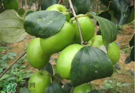 哺乳期可以吃青棗嗎？哺乳期能吃青棗嗎？