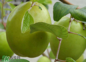 懷孕初期能吃青棗嗎？懷孕初期吃青棗好嗎？