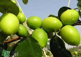 坐月子可以吃青棗嗎？坐月子能吃青棗嗎？