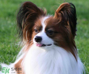 狗狗可以吃青棗嗎？狗狗能不能吃青棗？