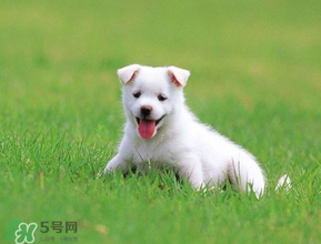 狗狗可以吃青棗嗎？狗狗能不能吃青棗？