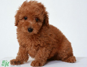 狗狗可以吃青棗嗎？狗狗能不能吃青棗？