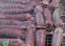 皮皮蝦能冷凍保存嗎？皮皮蝦冷凍還是冷藏？