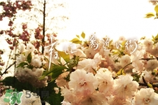 如何預(yù)防倒春寒？怎么預(yù)防倒春寒？