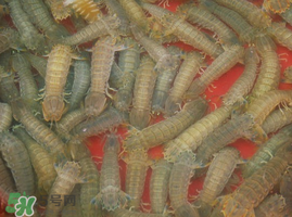 活的皮皮蝦怎么保存？活的皮皮蝦怎么保鮮？