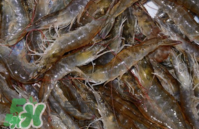 活基圍蝦怎么保存？活基圍蝦怎么處理干凈？