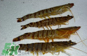 活基圍蝦怎么保存？活基圍蝦怎么處理干凈？