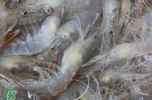 活蝦為什么要灌膠水？活蝦灌膠水有什么用？