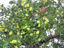 感冒可以吃青棗嗎？感冒能吃青棗嗎？