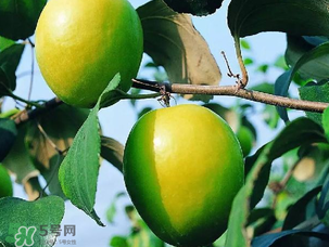 青棗吃多了會胖嗎？吃青棗會不會發(fā)胖？