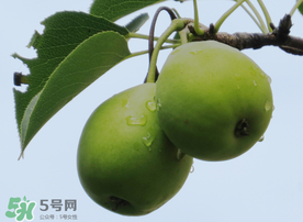 吃青棗可以減肥嗎？減肥可以吃青棗嗎？