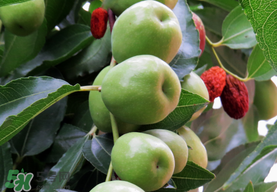 吃青棗可以減肥嗎？減肥可以吃青棗嗎？