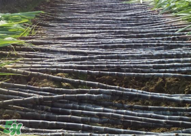 一根甘蔗熱量大概多少？吃一根甘蔗會(huì)胖嗎？