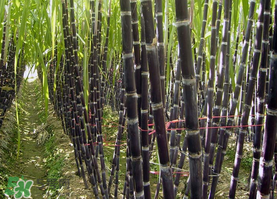 一根甘蔗熱量大概多少？吃一根甘蔗會(huì)胖嗎？