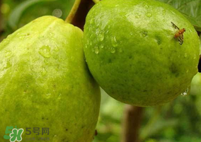 一斤青棗的熱量是多少？吃一斤青棗會(huì)胖嗎？