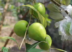 一斤青棗的熱量是多少？吃一斤青棗會(huì)胖嗎？