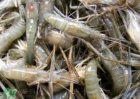 青蝦變黑了還能吃嗎？青蝦為什么變黑？