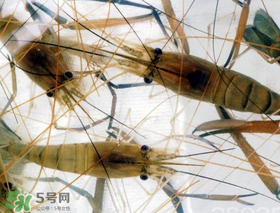 青蝦變黑了還能吃嗎？青蝦為什么變黑？