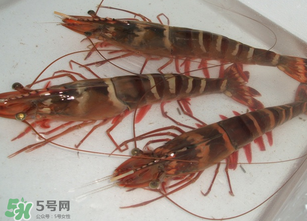 活蝦為什么要灌膠水？活蝦灌膠水有什么用？