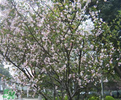 春天為什么會突然降溫？春天為什么會突然變冷？