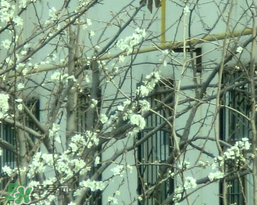 春天為什么會突然降溫？春天為什么會突然變冷？