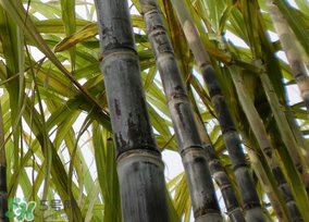 甘蔗有點酸味還能吃嗎？甘蔗吃起來為什有酸味？