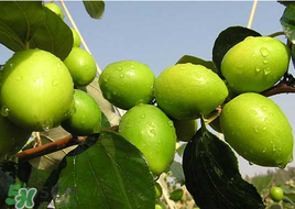 青棗有點(diǎn)苦是不是農(nóng)藥？青棗上的農(nóng)藥怎樣洗干凈？