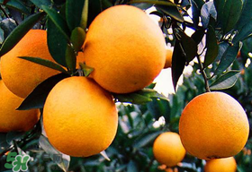 橙子有點爛了還能吃嗎？橙子有一點爛了還能吃嗎？