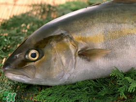 魚有禽流感嗎？吃魚會得禽流感嗎？