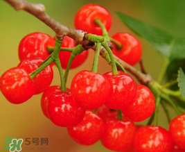 櫻桃多少錢一斤？櫻桃多少錢一斤2017？