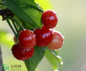 櫻桃多少錢一斤？櫻桃多少錢一斤2017？