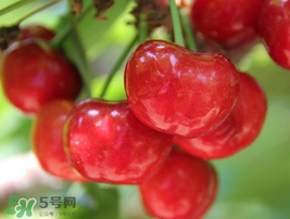 櫻桃有點苦怎么回事？櫻桃有點苦可以吃嗎？