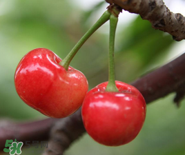 櫻桃有點苦怎么回事？櫻桃有點苦可以吃嗎？