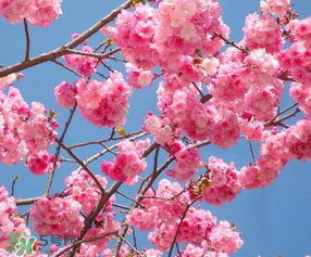 2017年武大櫻花什么時候開？2017年武大櫻花最佳觀賞時間