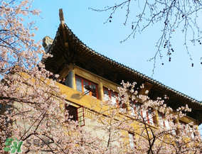 2017年武大櫻花怎么預(yù)約？2017年武大櫻花預(yù)約網(wǎng)址