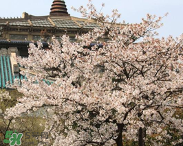 2017武大櫻花要門票嗎？2017武大櫻花門票多少錢？