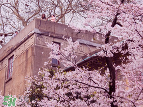 2017武大櫻花要門票嗎？2017武大櫻花門票多少錢？