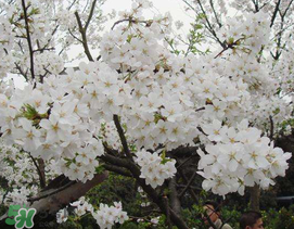 2017武大櫻花要門票嗎？2017武大櫻花門票多少錢？