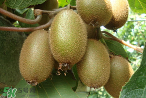 獼猴桃里面的黃芯可以吃嗎？獼猴桃里面變黃了能吃嗎？