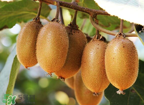 獼猴桃中間白色的能吃嗎？獼猴桃中間的白心可以吃嗎？